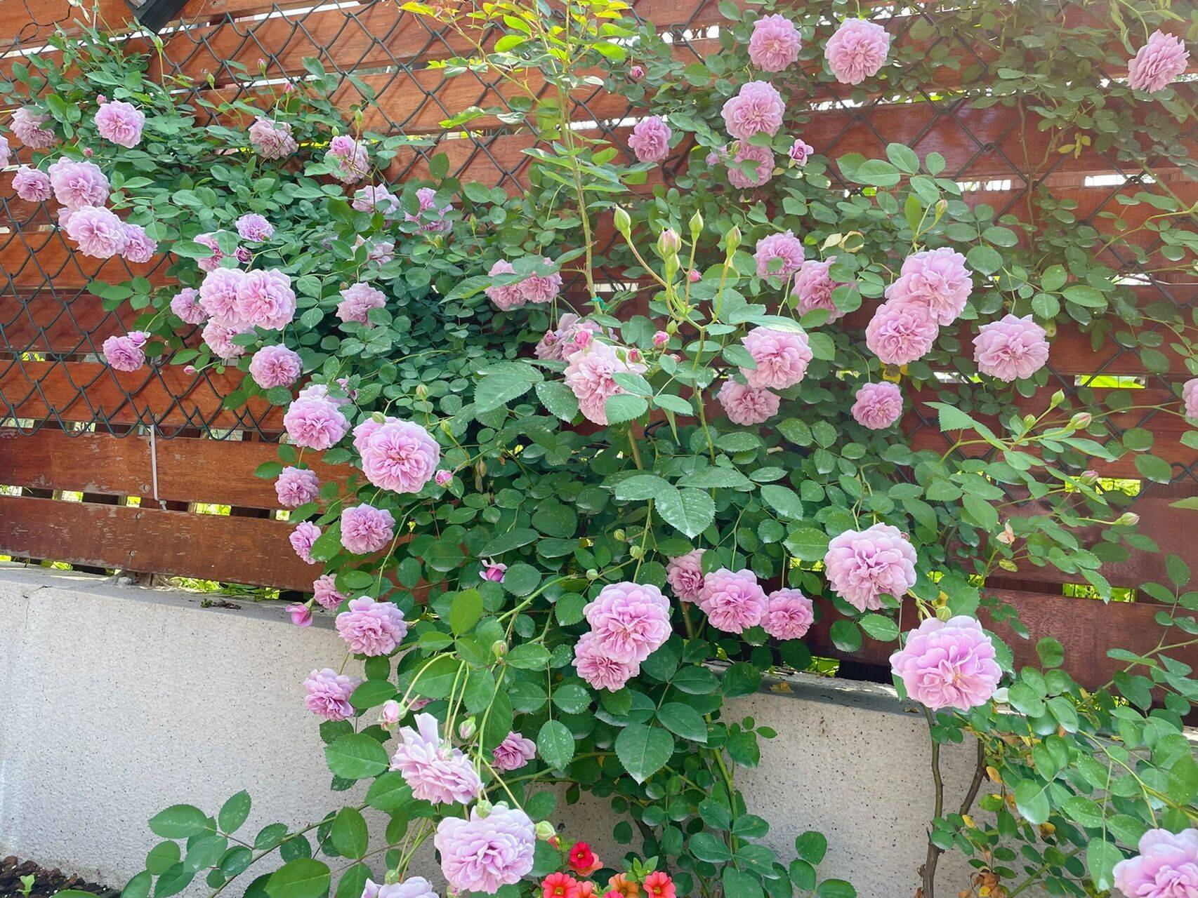 The 9x girl celebrates the age of 31 with a new house with a garden and after 300 days, the garden is in full bloom - Photo 15. The 9x girl celebrates the age of 31 with a new house with a garden and after 300 days, the garden is in full bloom - Photo 15.