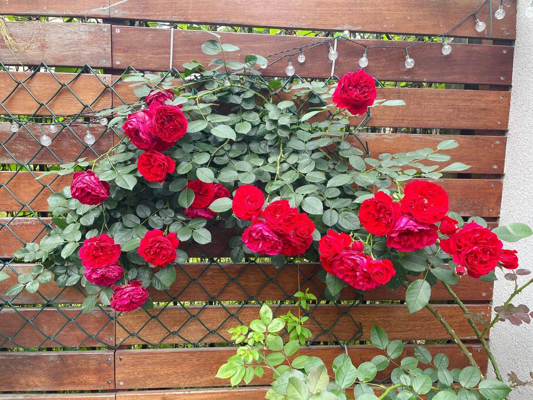 The 9x girl celebrates the age of 31 with a new house with a garden and after 300 days, the garden is in full bloom - Photo 17. The 9x girl celebrates the age of 31 with a new house with a garden and after 300 days, the garden is in full bloom - Photo 17.