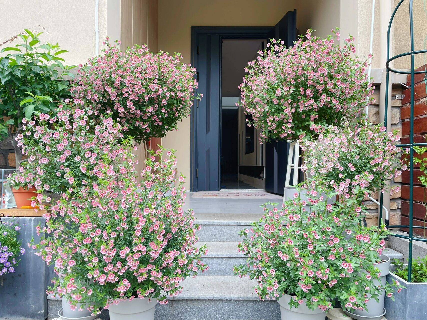 The 9x girl celebrates the age of 31 with a new house with a garden and after 300 days, the garden has bloomed full of flowers - Photo 18. The 9x girl celebrates the age of 31 with a new house with a garden and after 300 days, the garden has bloomed full of flowers - Photo 18.
