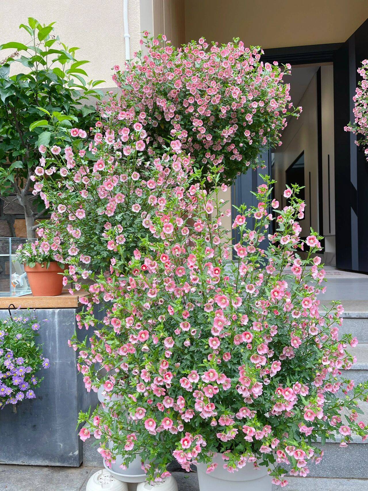 The 9x girl celebrates the age of 31 with a new house with a garden and after 300 days, the garden has bloomed full of flowers - Photo 19. The 9x girl celebrates the age of 31 with a new house with a garden and after 300 days, the garden is in full bloom - Photo 19.