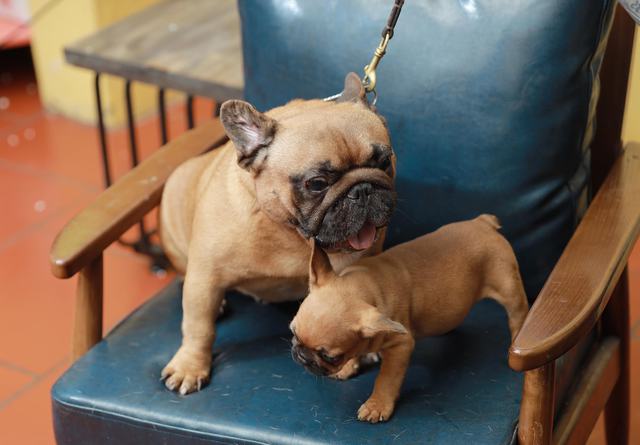 Hanoi chef invests billions in raising expensive French Bulldogs - Photo 3.