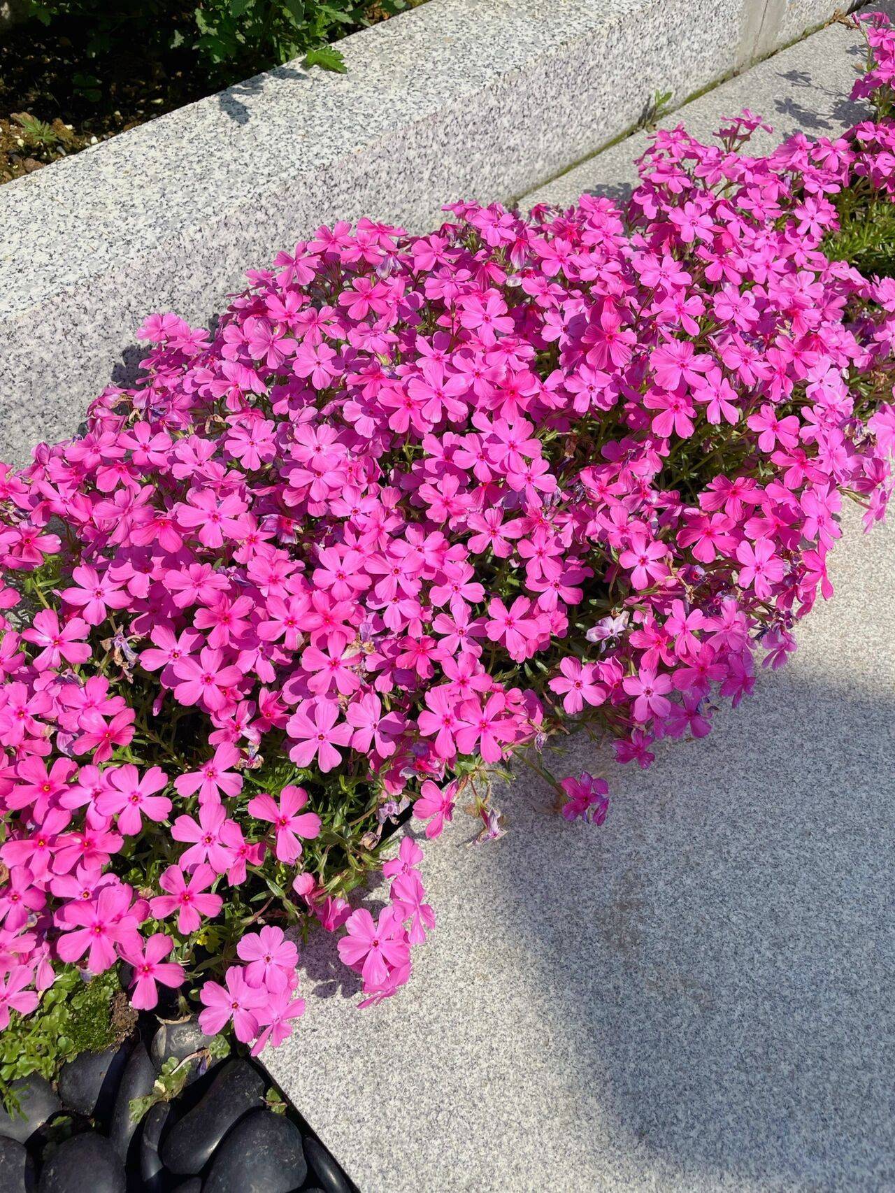 The 9x girl celebrates the age of 31 with a new house with a garden and after 300 days, the garden has bloomed full of flowers - Photo 22. The 9x girl celebrates the age of 31 with a new house with a garden and after 300 days, the garden is in full bloom - Photo 22.