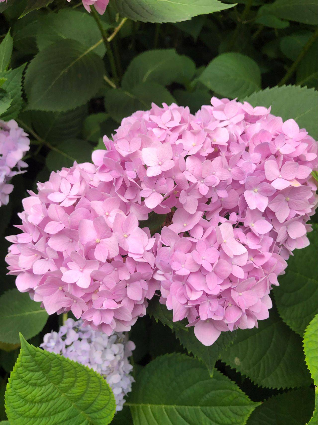 The 9x girl celebrates the age of 31 with a new house with a garden and after 300 days, the garden is in full bloom - Photo 24. The 9x girl celebrates the age of 31 with a new house with a garden and after 300 days, the garden has bloomed full of flowers - Photo 24.