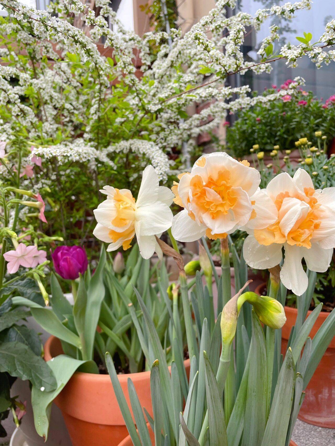 The 9x girl celebrates the age of 31 with a new house with a garden and after 300 days, the garden is in full bloom - Photo 27. The 9x girl celebrates the age of 31 with a new house with a garden and after 300 days, the garden is in full bloom - Photo 27.
