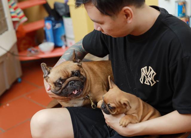 Hanoi chef invests billions in raising expensive French Bulldogs - Photo 4.