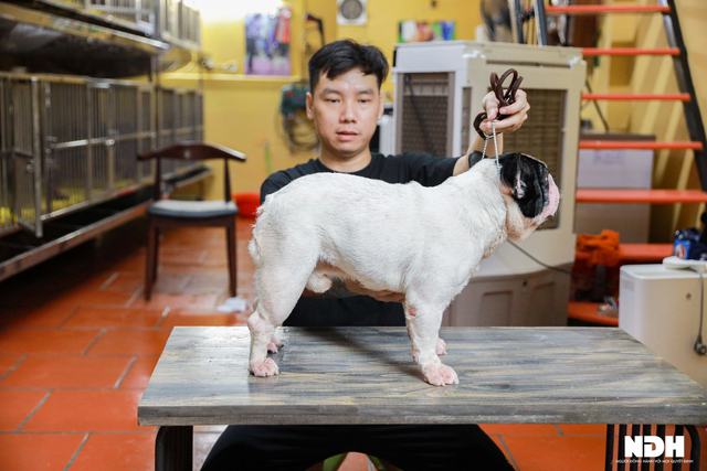 Hanoi chef invests billions in raising expensive French Bulldogs - Photo 6.