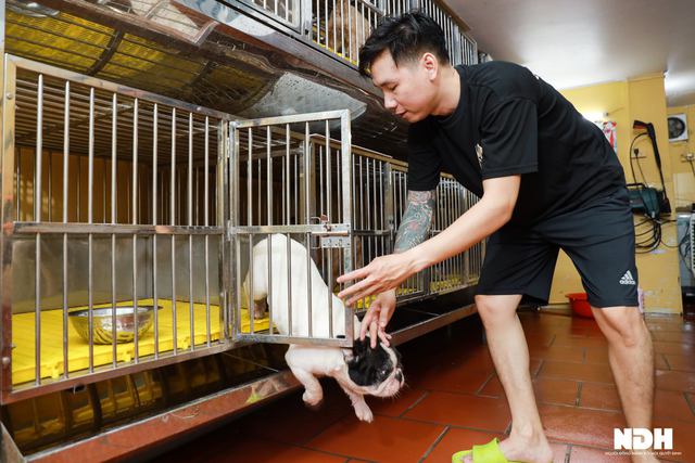 Hanoi chef invests billions in raising expensive French Bulldogs - Photo 7.