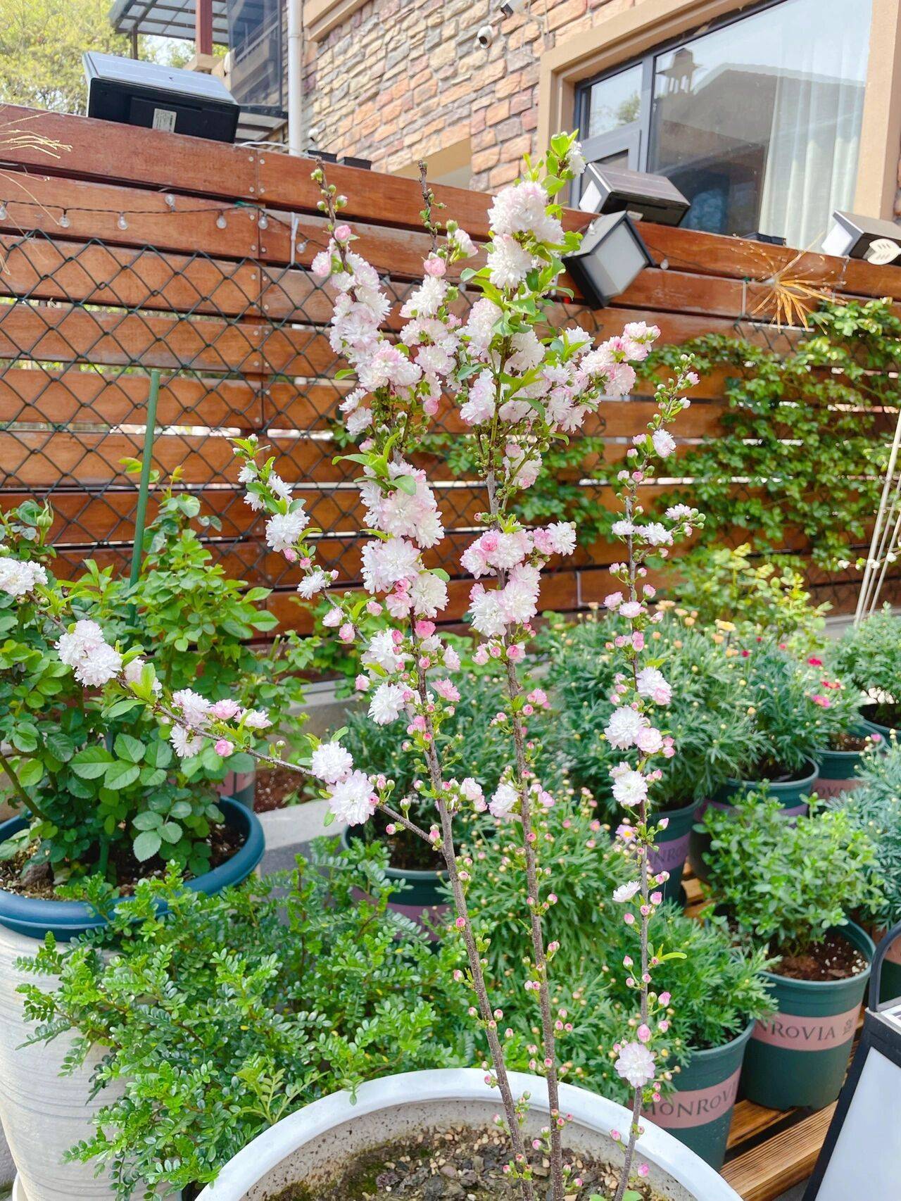 The 9x girl celebrates the age of 31 with a new house with a garden and after 300 days, the garden has bloomed full of flowers - Photo 8. The 9x girl celebrates the age of 31 with a new house with a garden and after 300 days, the garden has bloomed full of flowers - Photo 8.