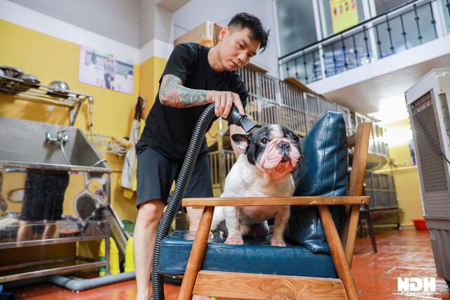 Hanoi's chef invests billions in raising expensive French Bulldogs - Photo 8.