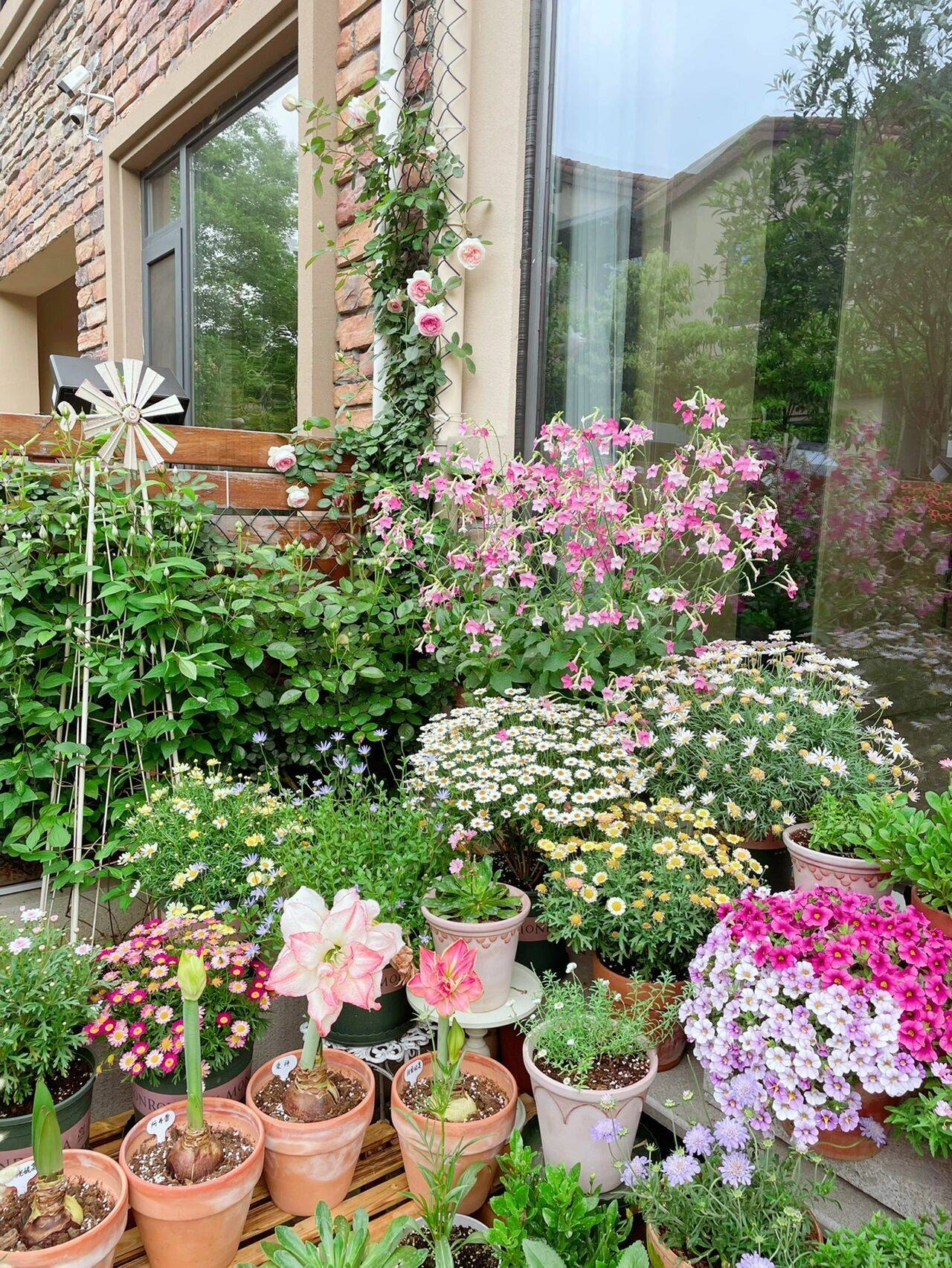The 9x girl celebrates the age of 31 with a new house with a garden and after 300 days, the garden has bloomed full of flowers - Photo 10. The 9x girl celebrates the age of 31 with a new house with a garden and after 300 days, the garden has bloomed full of flowers - Photo 10.