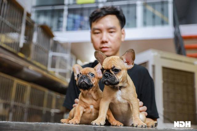 Hanoi chef invests billions in raising expensive French Bulldogs - Photo 10.