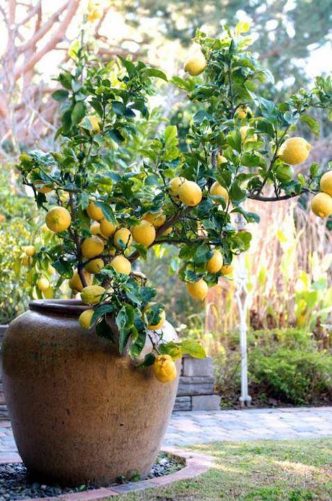 The ancients said that when a house planted 6 trees, the family prospered - Photo 2. The ancients said that when a house planted 6 trees, the family prospered - Photo 2.