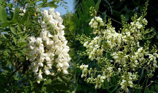 The ancients said that when a house planted 6 trees, the family prospered - Photo 3. The ancients said that when a house planted 6 trees, the family prospered - Photo 3.