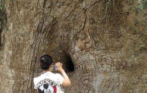 Cây ôm Phật nghìn năm tuổi kỳ bí ở Trung Quốc: Nhìn vào hốc nhỏ trên thân mới thấy hình ảnh khiến ai cũng phải cúi đầu - Ảnh 8. Cây ôm Phật nghìn năm tuổi kỳ bí ở Trung Quốc: Nhìn vào hốc nhỏ trên thân mới thấy hình ảnh khiến ai cũng phải cúi đầu - Ảnh 8.