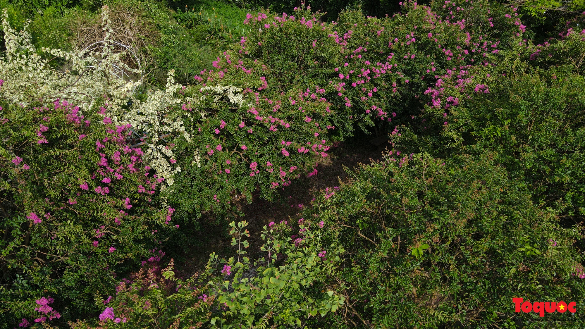 Phát sốt với con đường hoa tường vi đẹp như mơ ở Hà Nội - Ảnh 1. Phát sốt với con đường hoa tường vi đẹp như mơ ở Hà Nội - Ảnh 1.