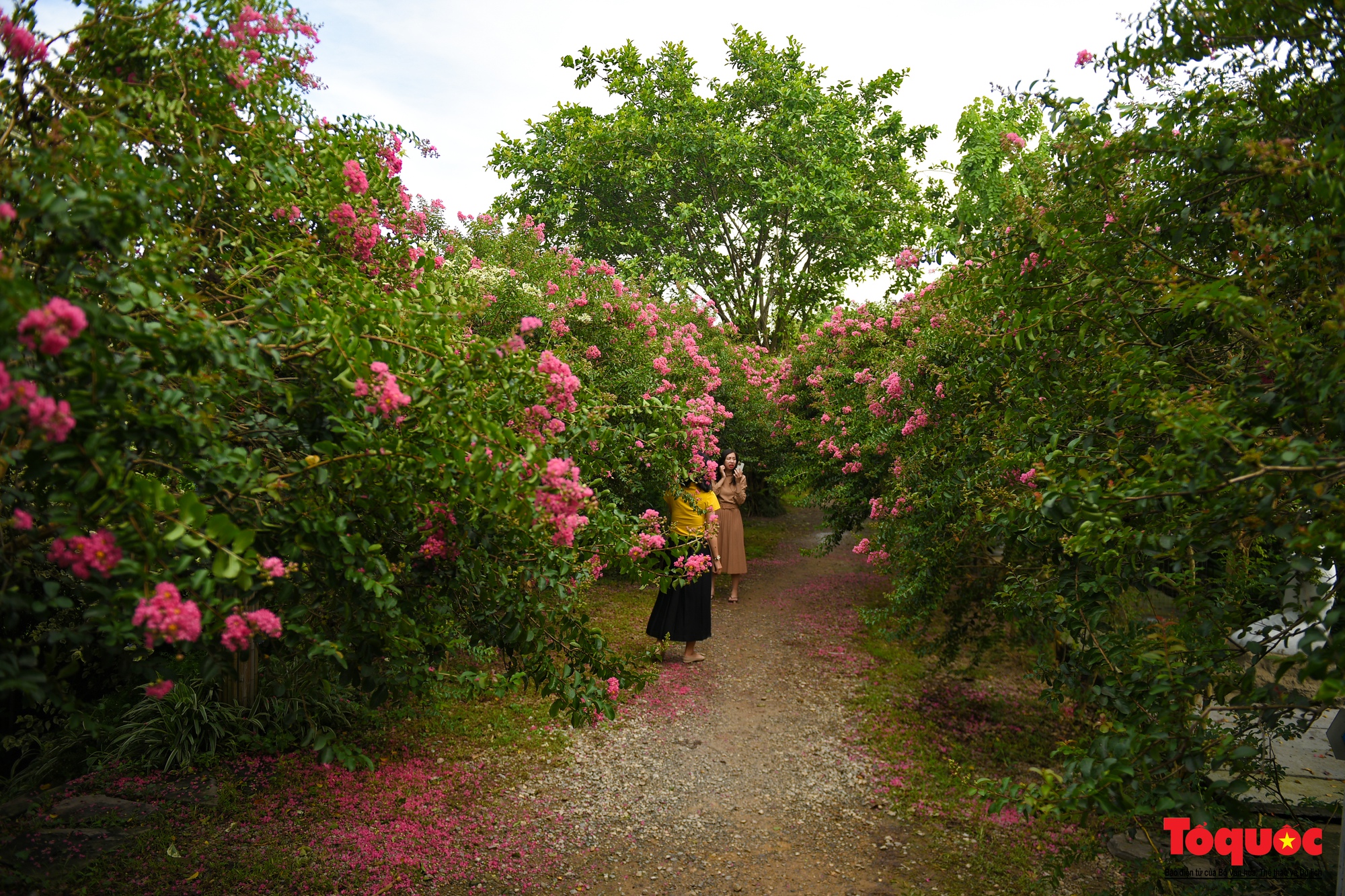 Phát sốt với con đường hoa tường vi đẹp như mơ ở Hà Nội - Ảnh 2. Phát sốt với con đường hoa tường vi đẹp như mơ ở Hà Nội - Ảnh 2.