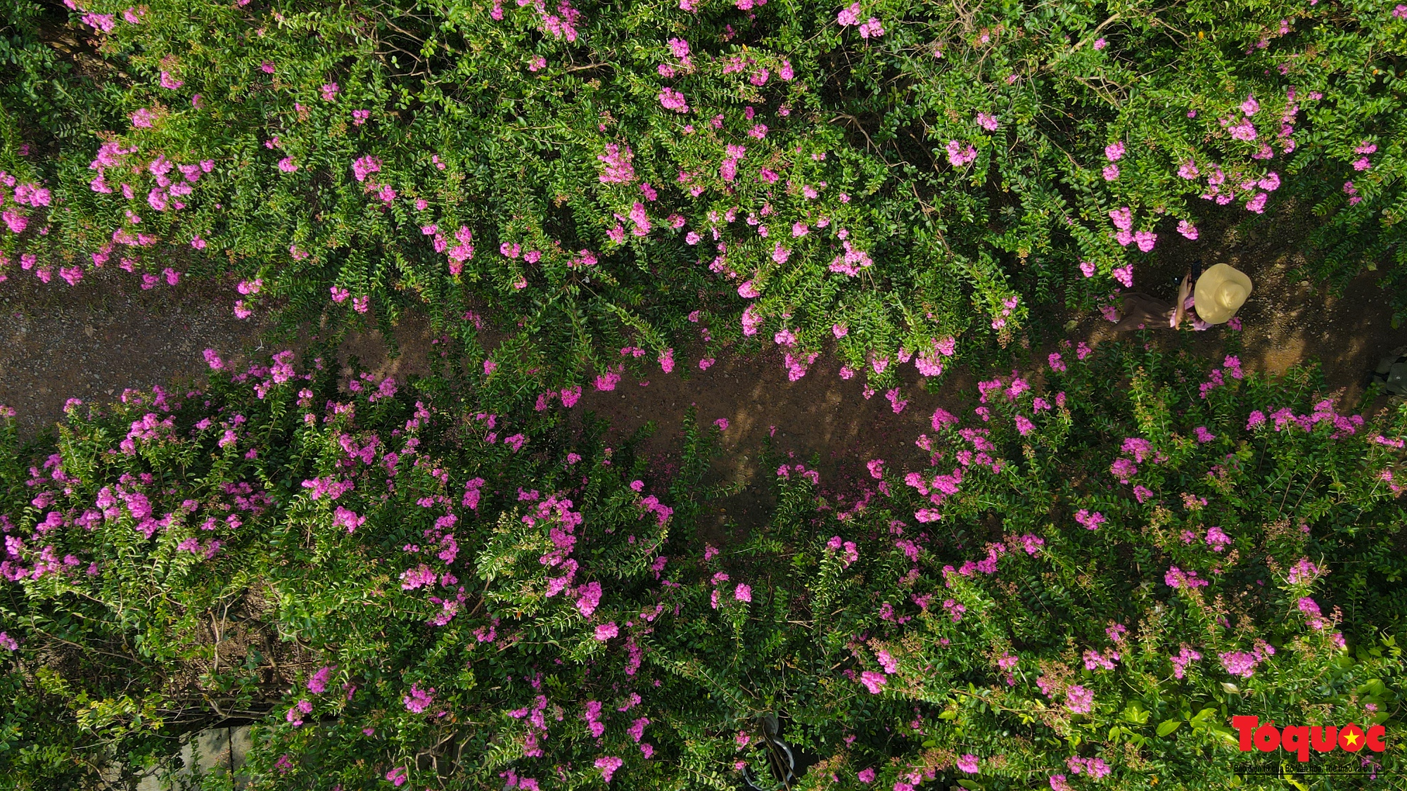 Phát sốt với con đường hoa tường vi đẹp như mơ ở Hà Nội - Ảnh 11. Phát sốt với con đường hoa tường vi đẹp như mơ ở Hà Nội - Ảnh 11.