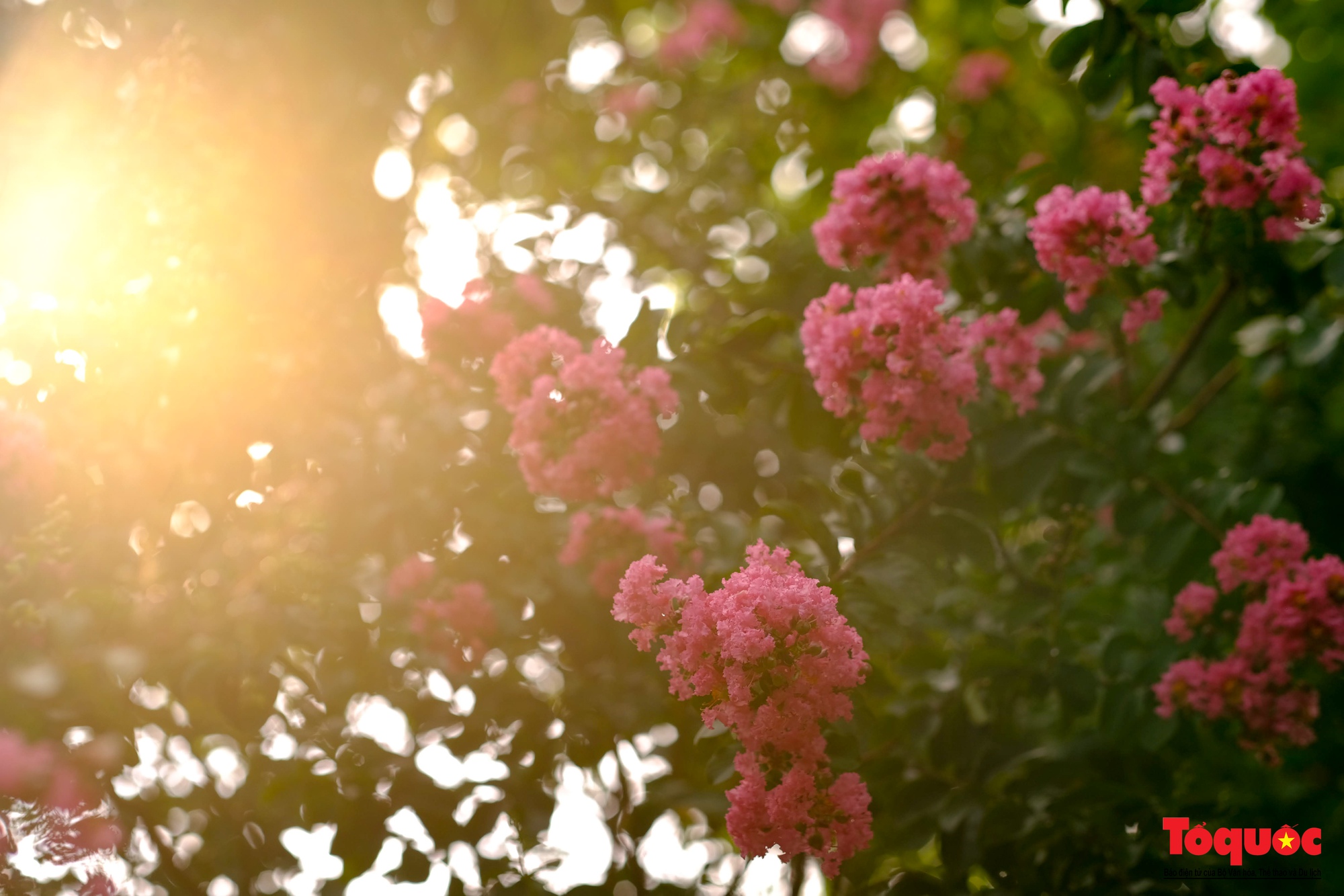 Phát sốt với con đường hoa tường vi đẹp như mơ ở Hà Nội - Ảnh 13. Phát sốt với con đường hoa tường vi đẹp như mơ ở Hà Nội - Ảnh 13.