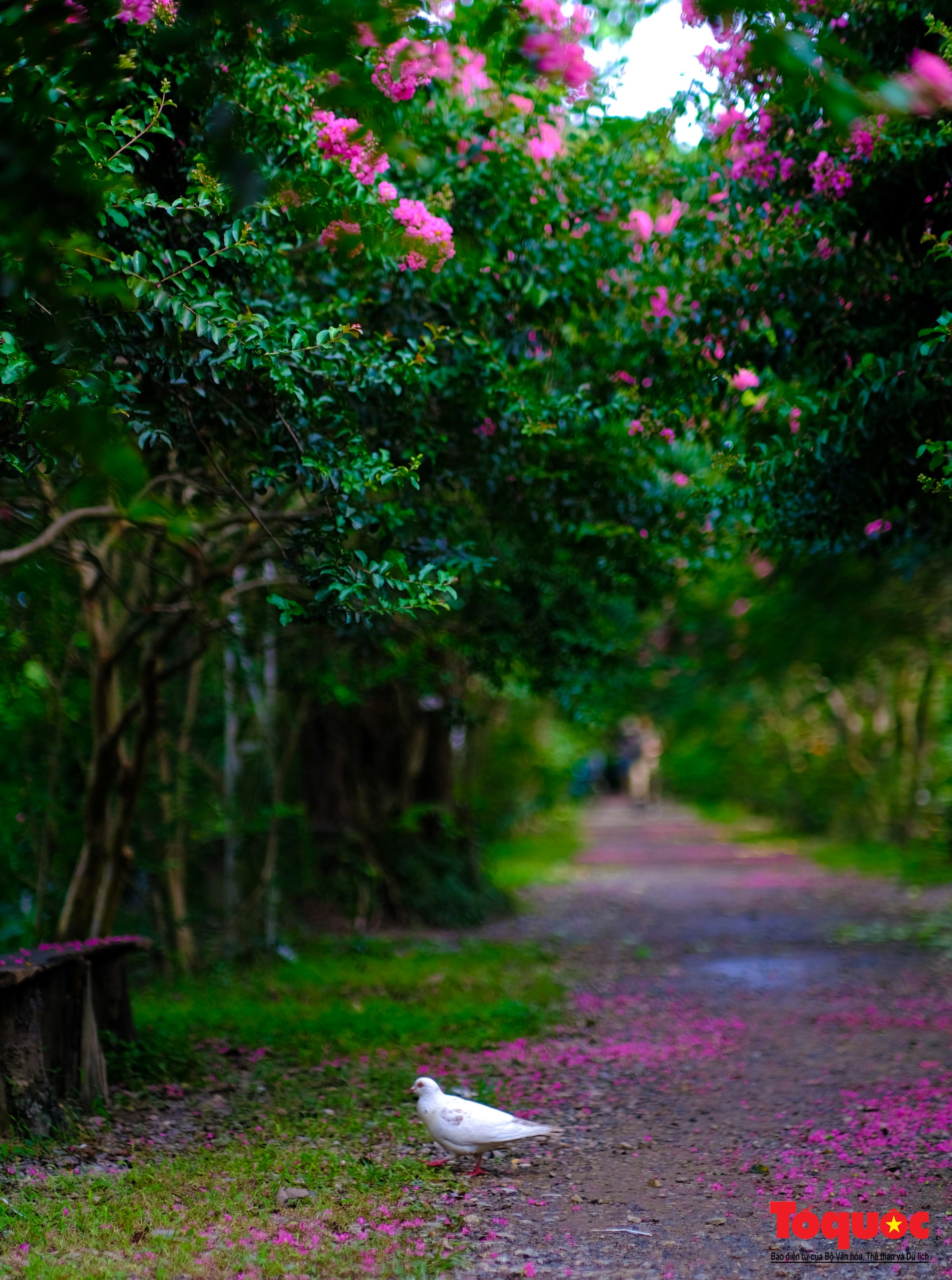 Phát sốt với con đường hoa tường vi đẹp như mơ ở Hà Nội - Ảnh 16. Phát sốt với con đường hoa tường vi đẹp như mơ ở Hà Nội - Ảnh 16.