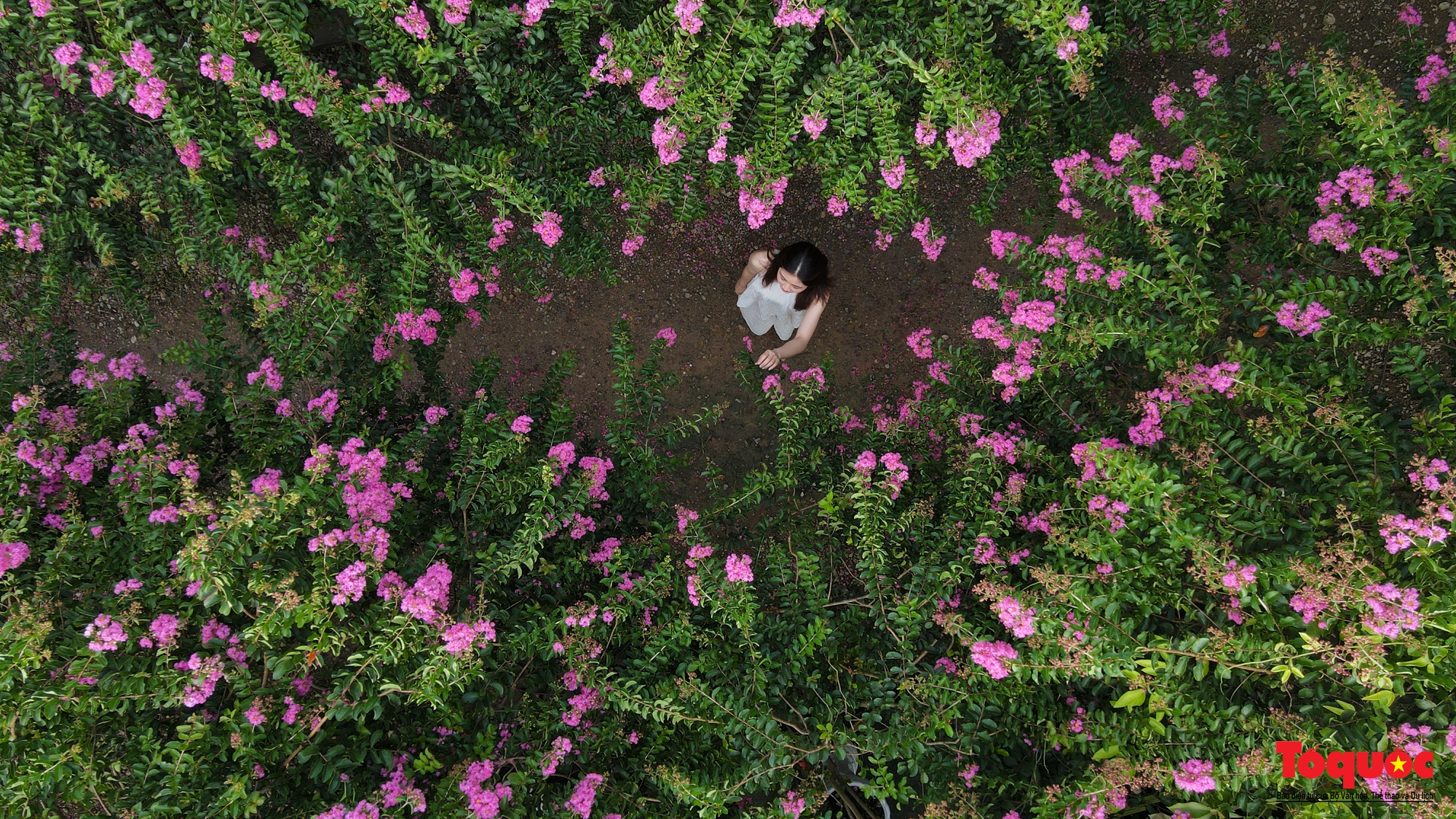 Phát sốt với con đường hoa tường vi đẹp như mơ ở Hà Nội - Ảnh 3. Phát sốt với con đường hoa tường vi đẹp như mơ ở Hà Nội - Ảnh 3.