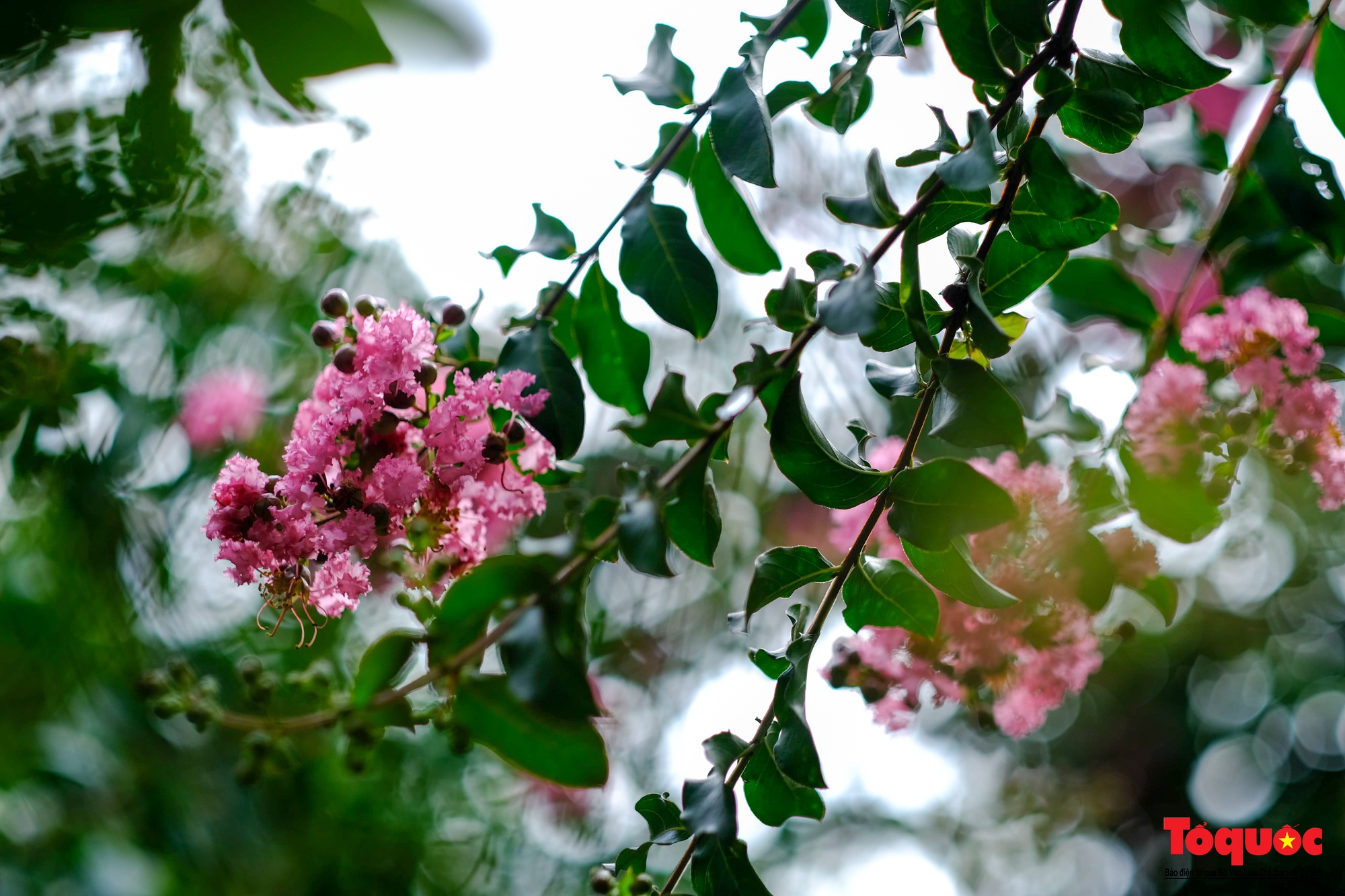 Phát sốt với con đường hoa tường vi đẹp như mơ ở Hà Nội - Ảnh 5. Phát sốt với con đường hoa tường vi đẹp như mơ ở Hà Nội - Ảnh 5.