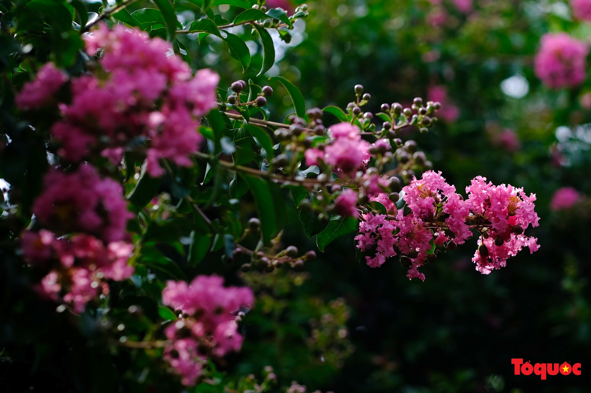 Phát sốt với con đường hoa tường vi đẹp như mơ ở Hà Nội - Ảnh 6. Phát sốt với con đường hoa tường vi đẹp như mơ ở Hà Nội - Ảnh 6.