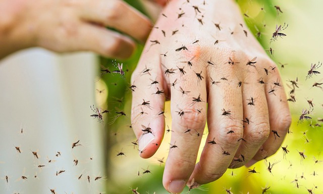 Mẹo siêu đơn giản giúp tống cổ gián, ruồi, kiến và các côn trùng gây hại ra khỏi nhà - Ảnh 3.