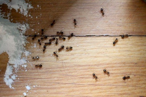 Mẹo siêu đơn giản giúp tống cổ gián, ruồi, kiến và các côn trùng gây hại ra khỏi nhà - Ảnh 8.