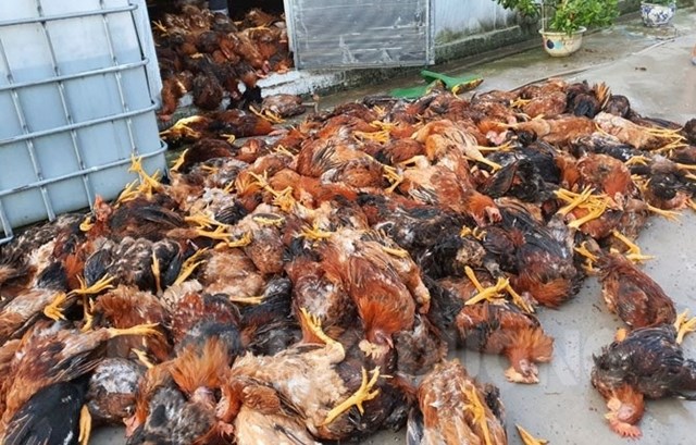Hải Dương: Đàn gà 6.000 con bị sét đánh chết - Ảnh 1.
