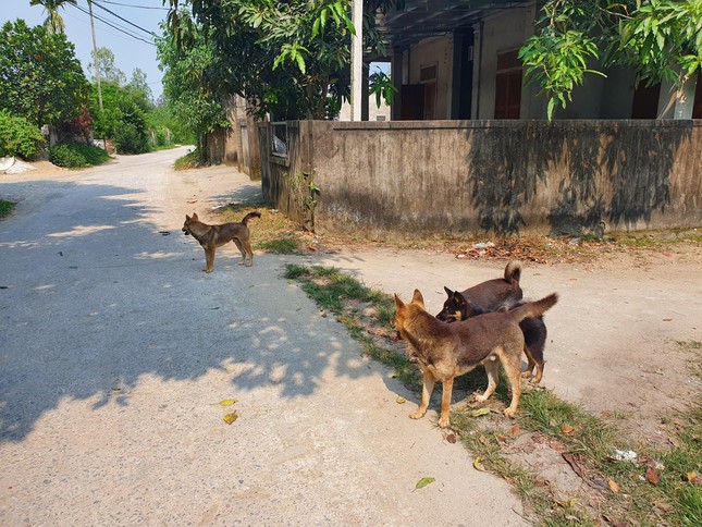 Đi chơi với mẹ, bé trai 3 tuổi bị chó lao ra cắn rách mặt - Ảnh 1.