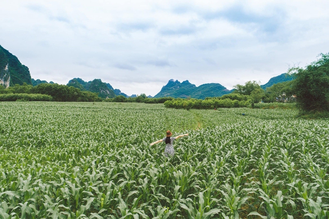 Nữ MC bỏ phố về quê khởi nghiệp mì ngô: Làm thật chứ không vì trào lưu, sức khỏe cải thiện - Ảnh 3.