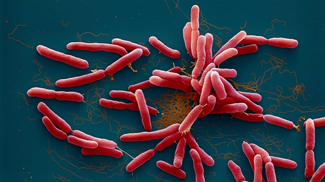 For the first time, human-eating bacteria were detected in soil and water samples in the US - Photo 1.