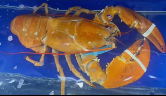 Extremely rare golden lobster appeared for the first time in Ho Chi Minh City - Photo 1.