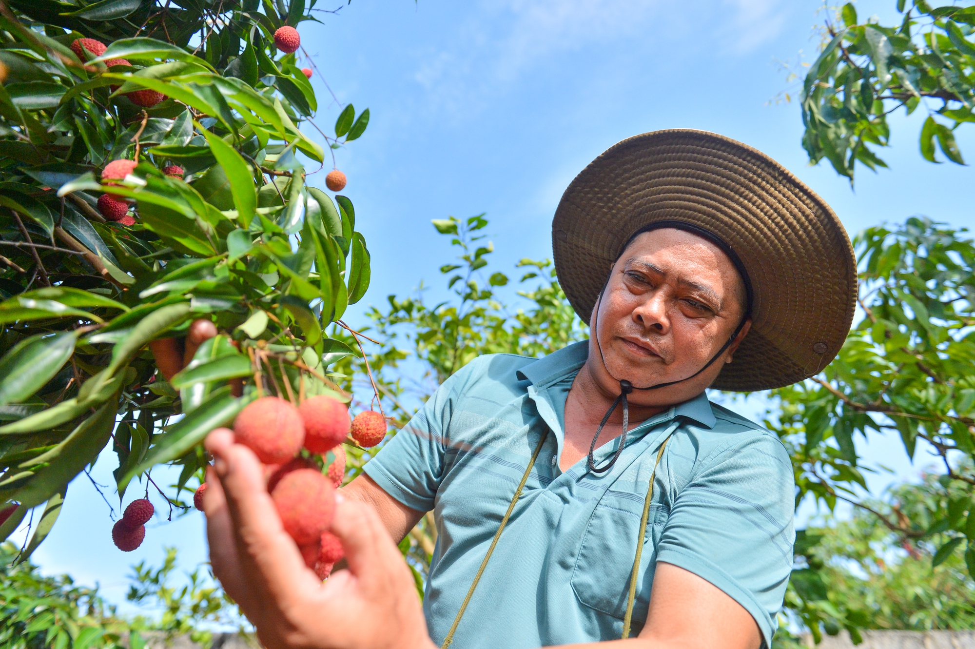 Cận cảnh vườn vải thiều không hạt ở Bắc Giang: Thơm ngọt, không bị sâu đầu, 100.000 đồng/kg vẫn không có để bán - Ảnh 4. Cận cảnh vườn vải thiều không hạt ở Bắc Giang: Thơm ngọt, không bị sâu đầu, 100.000 đồng/kg vẫn không có để bán - Ảnh 4.