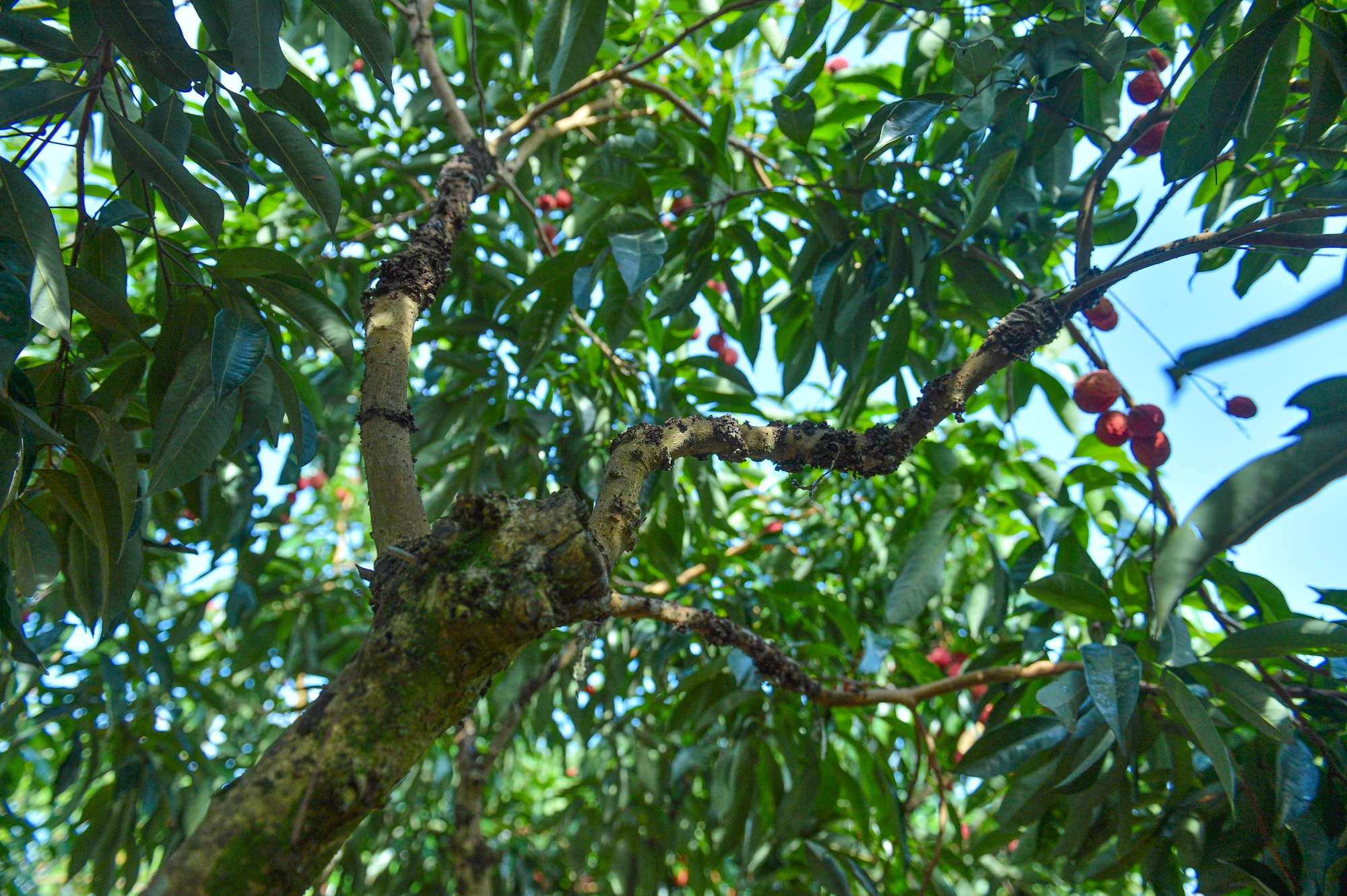 Cận cảnh vườn vải thiều không hạt ở Bắc Giang: Thơm ngọt, không bị sâu đầu, 100.000 đồng/kg vẫn không có để bán - Ảnh 3. Cận cảnh vườn vải thiều không hạt ở Bắc Giang: Thơm ngọt, không bị sâu đầu, 100.000 đồng/kg vẫn không có để bán - Ảnh 3.