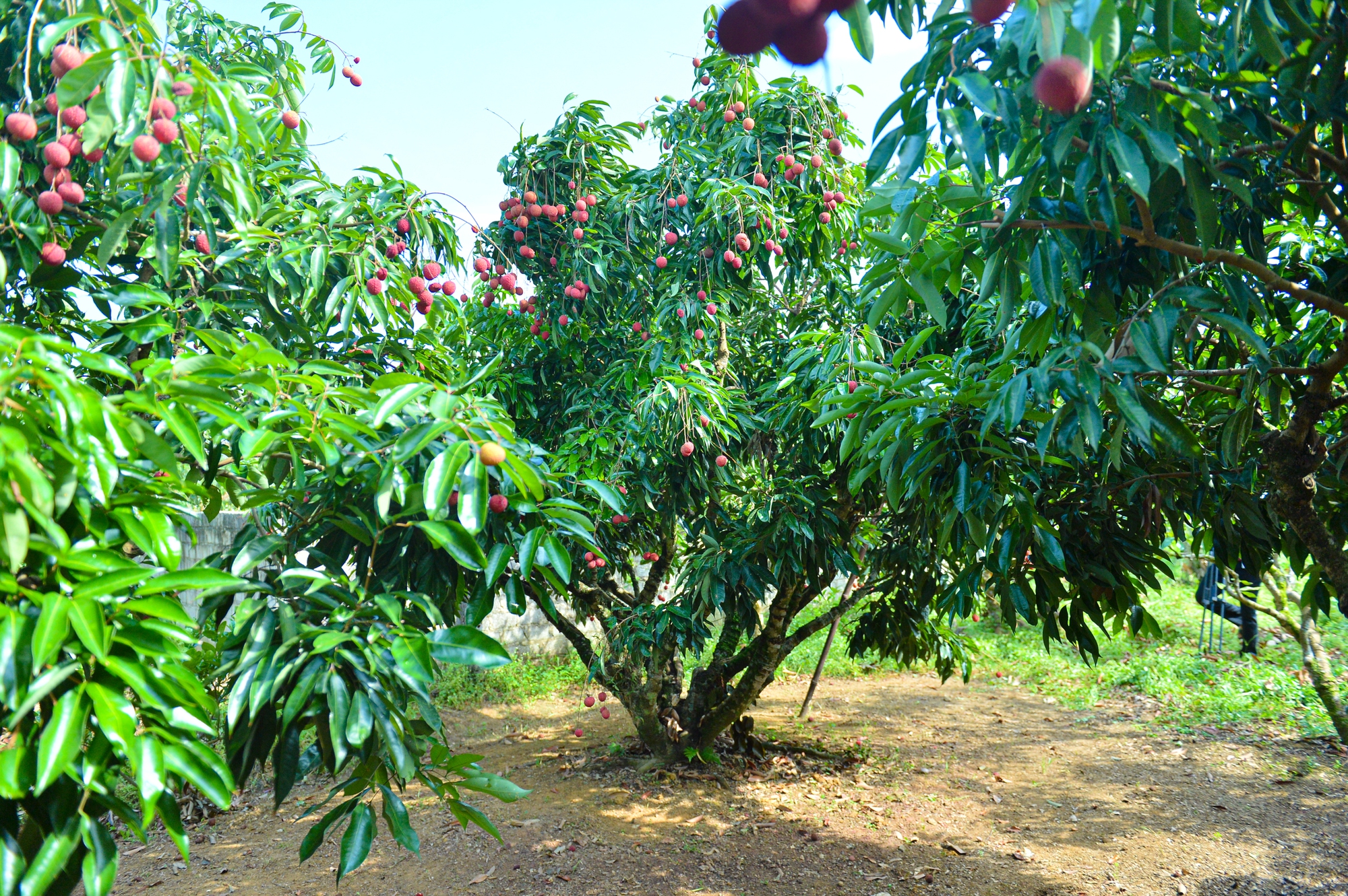 Cận cảnh vườn vải thiều không hạt ở Bắc Giang: Thơm ngọt, không bị sâu đầu, 100.000 đồng/kg vẫn không có để bán - Ảnh 1. Cận cảnh vườn vải thiều không hạt ở Bắc Giang: Thơm ngọt, không bị sâu đầu, 100.000 đồng/kg vẫn không có để bán - Ảnh 1.
