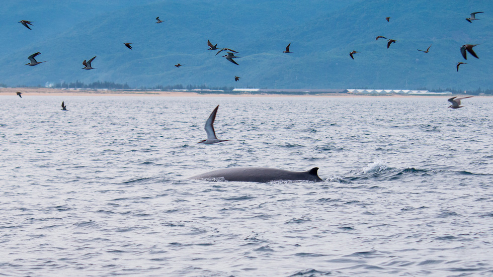 Thích thú, vỡ òa với khoảnh khắc chứng kiến cá voi xanh săn mồi trên biển Đề Gi - Ảnh 5.