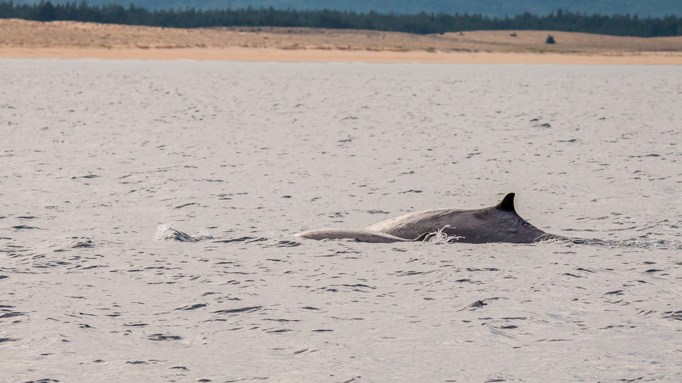 Thích thú, vỡ òa với khoảnh khắc chứng kiến cá voi xanh săn mồi trên biển Đề Gi - Ảnh 6.
