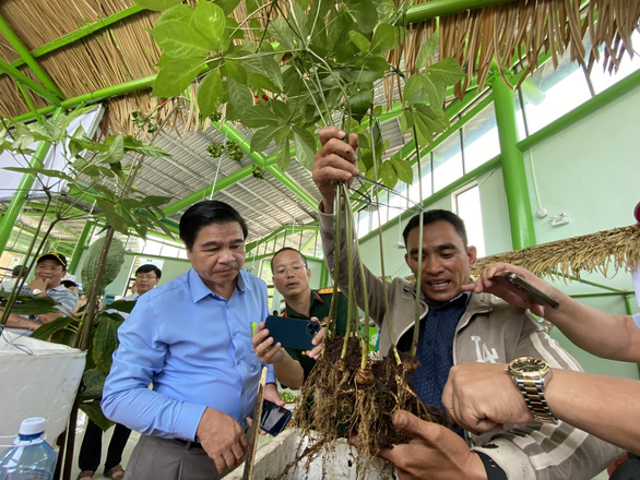 Quảng Nam muốn làm lễ hội sâm quốc gia năm 2023 - Ảnh 1.