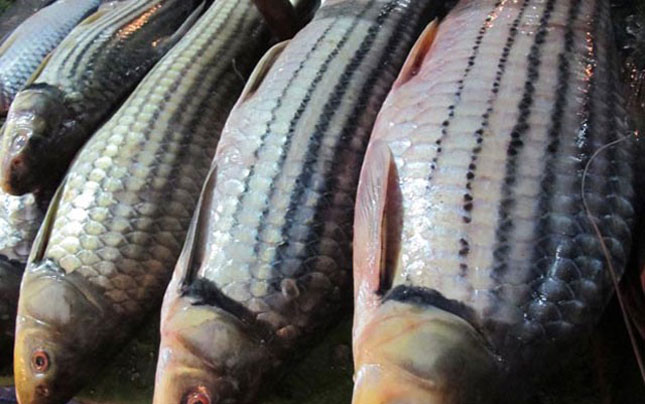 Cá sọc dưa - Loài cá sống tới 50 năm mang theo hương vị của Tây Nguyên - Ảnh 2.
