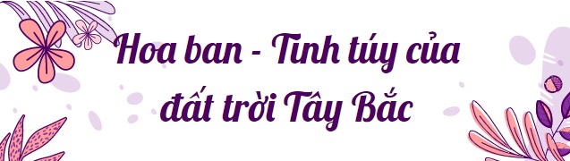 Hoa ban Điện Biên: Một thế giới ẩm thực…