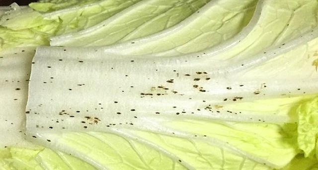 Rau cải thảo nên mua loại xanh hay trắng mới tốt? Cải thảo có dấu hiệu này nhất định không nên mua! - Ảnh 3.