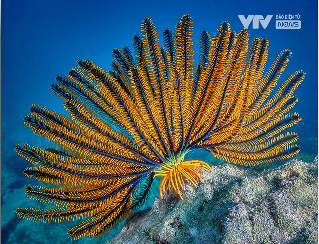 Vẻ đẹp mê đắm dưới đáy biển Hòn Mun - nơi Nha Trang đang dốc sức bảo vệ - Ảnh 2.