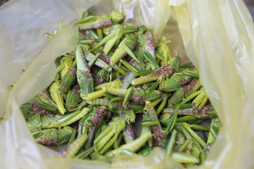 Phiên chợ bán