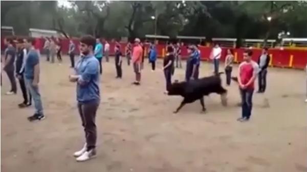 Thầy giáo ở Mexico gây tranh cãi khi bắt sinh viên xếp thành 3 hàng ngay trước mặt bò tót - Ảnh 3.