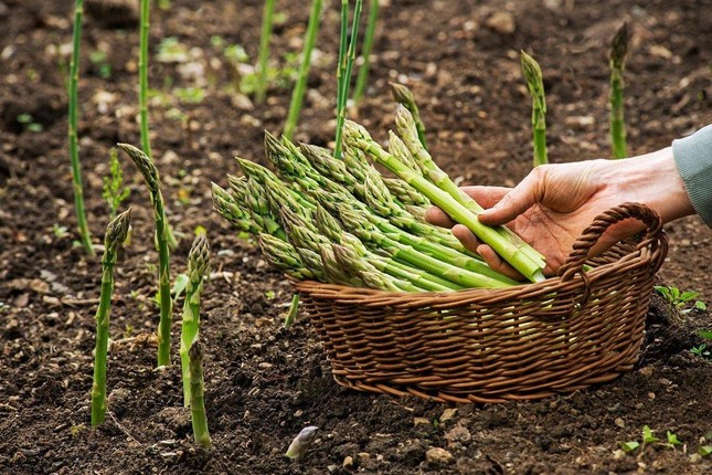 Loại rau được mệnh danh rau hoàng đế, rất tốt cho sức khỏe nhưng không phải ai cũng ăn được - Ảnh 1.