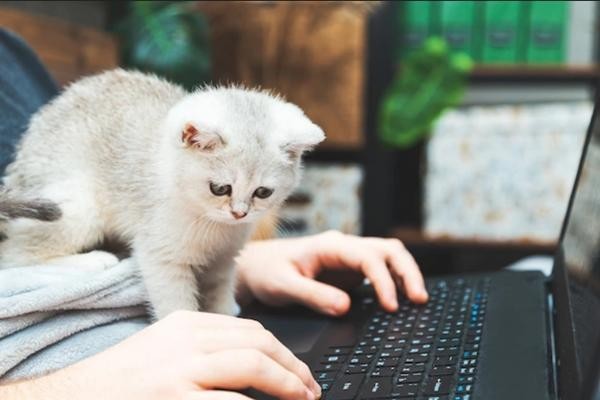 Cô giáo bị cho nghỉ việc vì mèo cưng ngó vào màn hình dạy online đã được xử thắng kiện - Ảnh 1.
