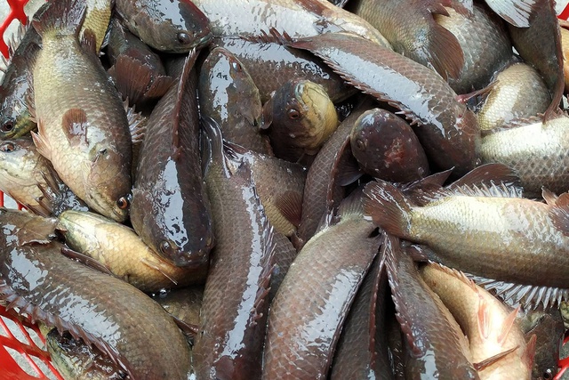 Canh cá Quỳnh Côi - nguyên liệu giản dị làm nên vị ngon tinh tế chỉ có ở quê lúa Thái Bình - Ảnh 4.