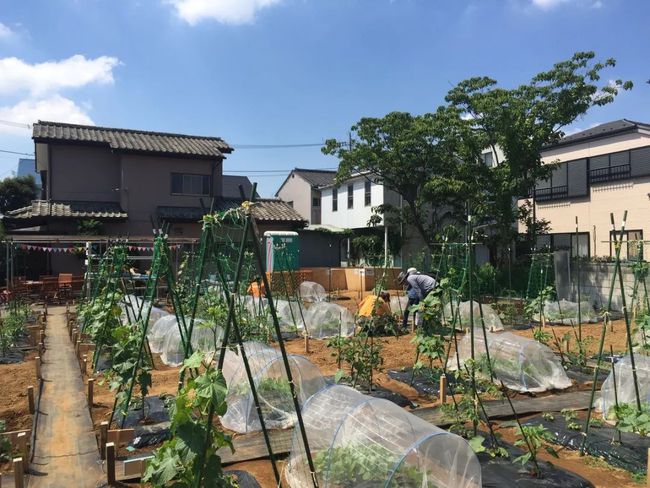Thú vui điền viên của dân thành thị Nhật Bản: Thuê đất trồng rau, nghỉ việc về làm nông dân tại thành phố tấc đất tấc vàng - Ảnh 17.