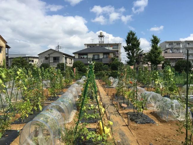 Thú vui điền viên của dân thành thị Nhật Bản: Thuê đất trồng rau, nghỉ việc về làm nông dân tại thành phố tấc đất tấc vàng - Ảnh 18.